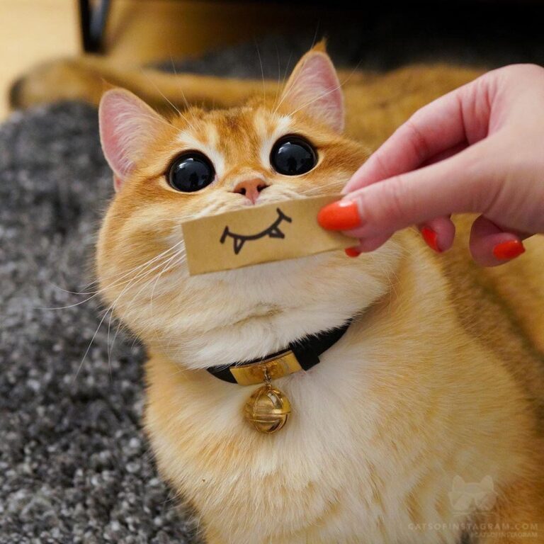Pisco as a vampire kitty What do you think about his fangs?