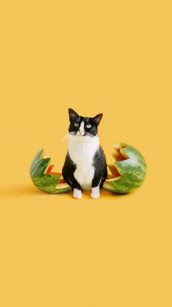 WATERMEOWLON SUGAR