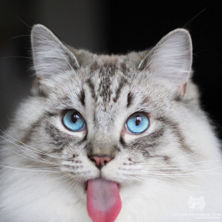 Let me lick your icecream, please?