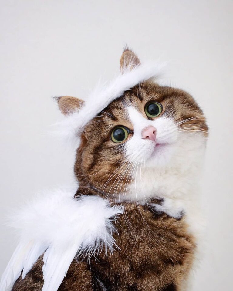 Purrfect angel