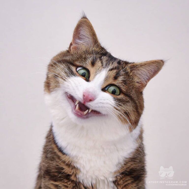 That’s why cats don’t smile