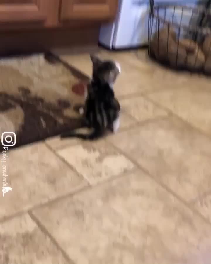“A little xoxoooxox always looking for food