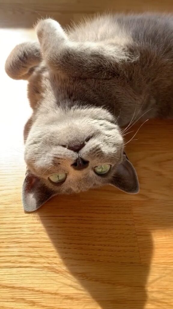 Sticking with this little vampurr!