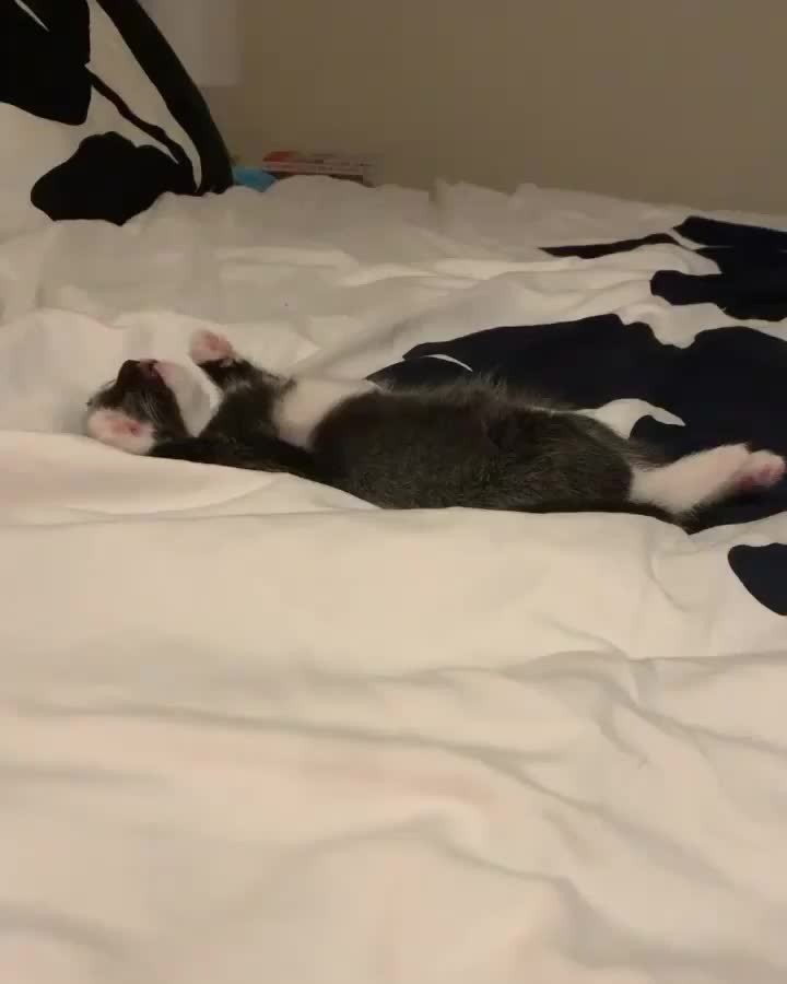 When my alarm goes off for the fifth time in a row…