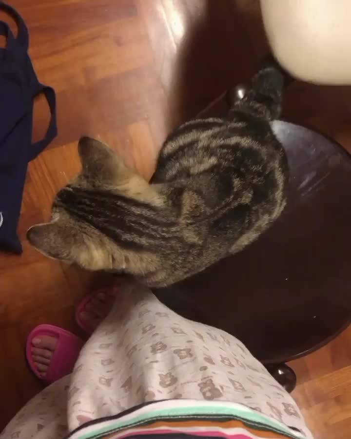 Cute Cat Moment