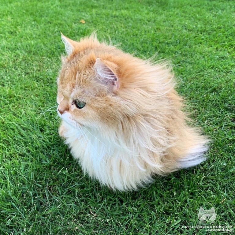 Floof in the wind.