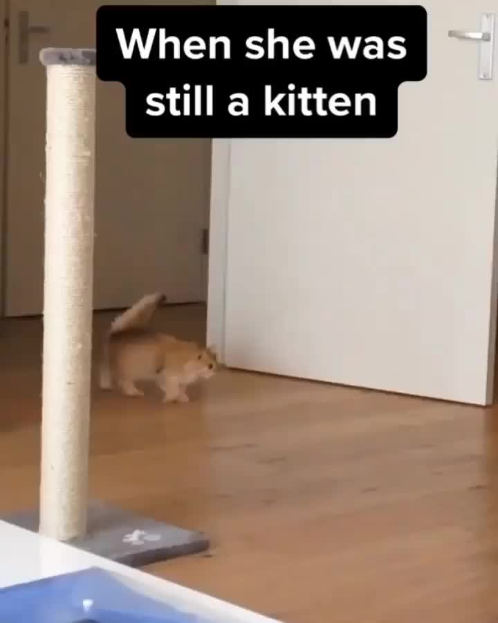 “When Smoothie was still a kitten. She was quite talkativ