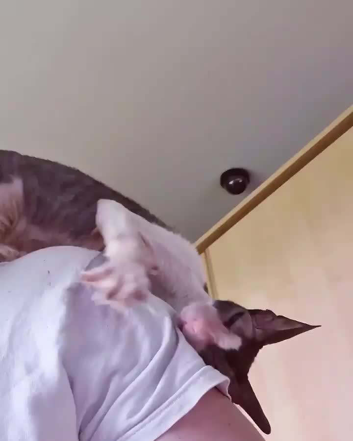 I know that human doesn’t like that T-shirt.