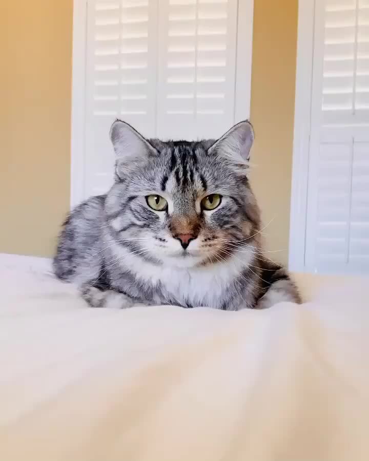 “Please allow 3 seconds for loaf to set… *intense bu