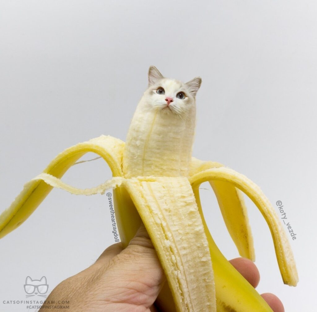 Tate: Am I a cute banana?