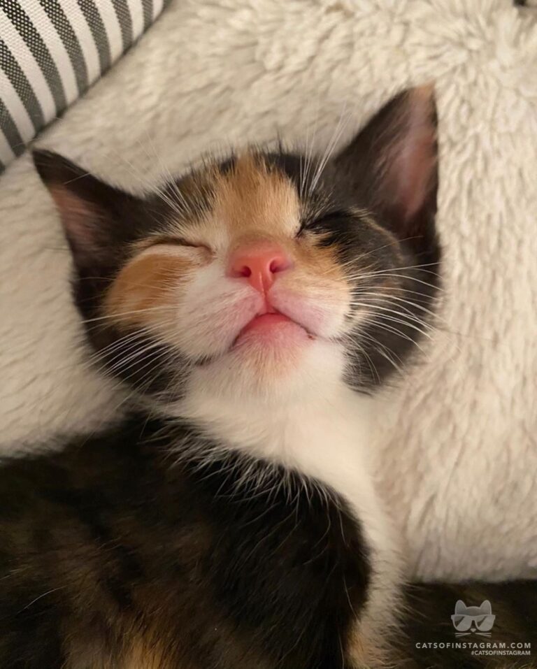 “Plumeria getting some beauty sleep after a few hours of