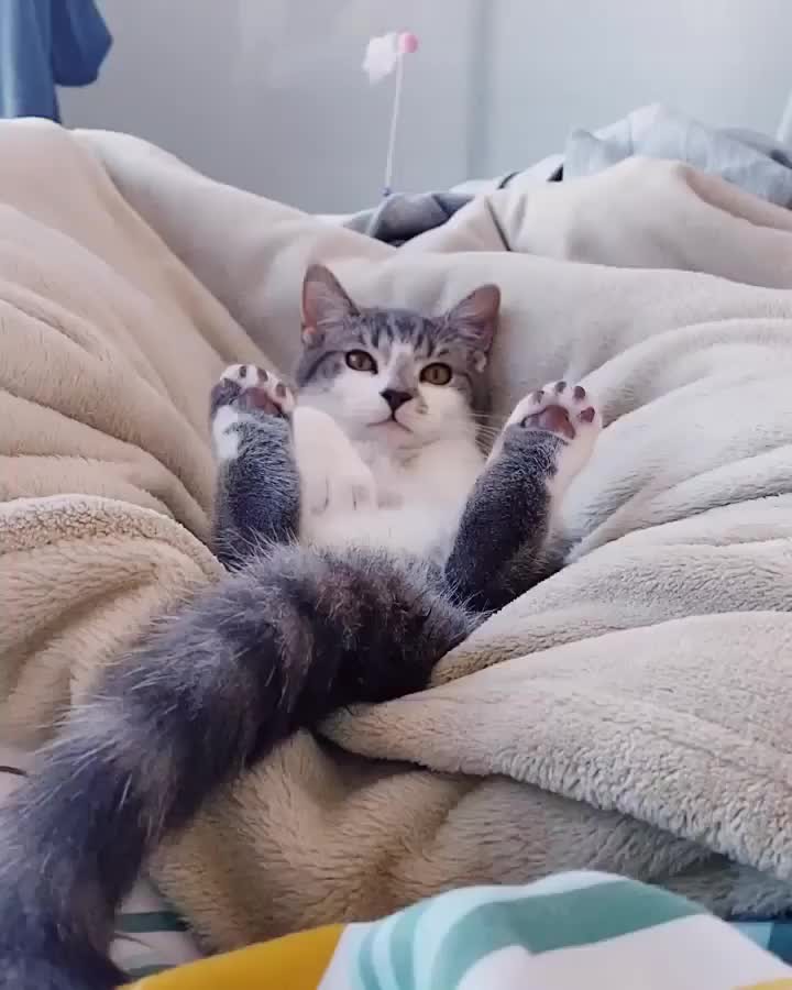 Sorry no touching my tail!