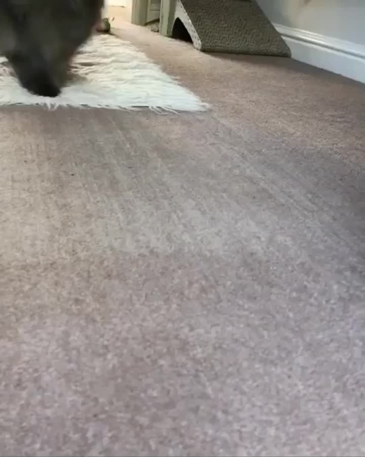 My new and improved meow Thoughts?