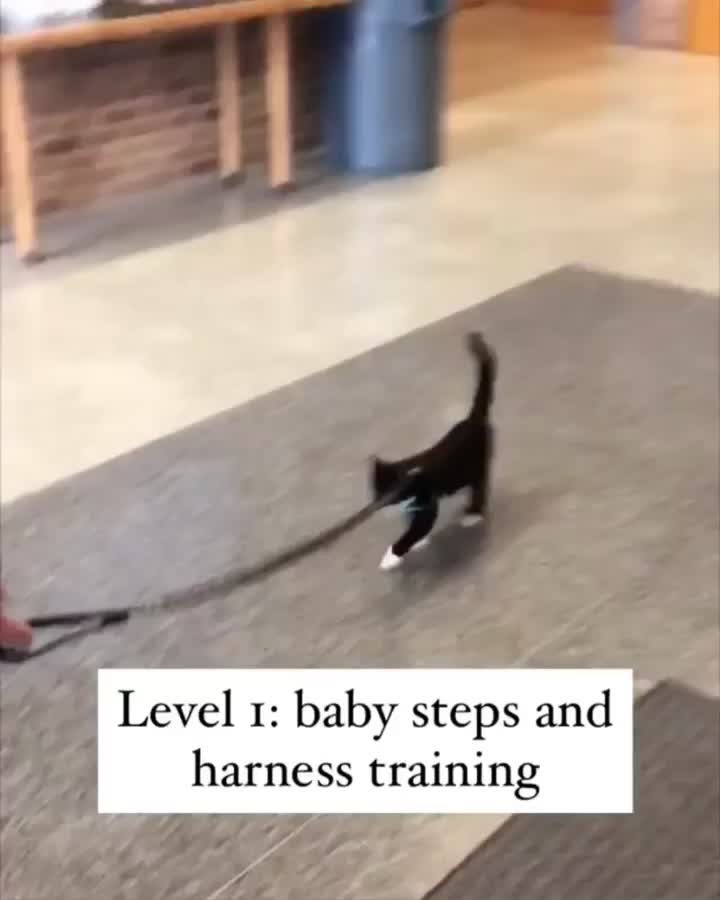 “Level Up Adventure Cat Edition . Worked our way up from b