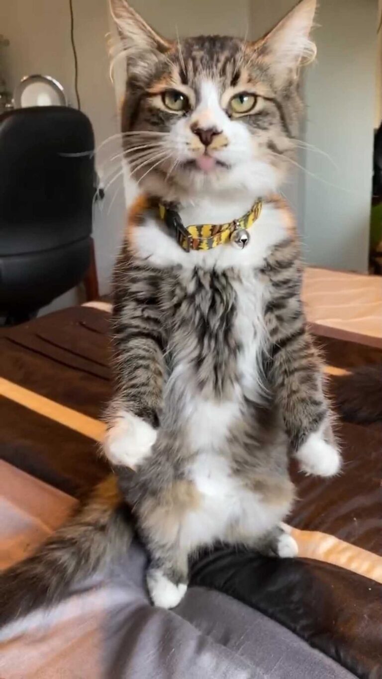 “Thought I was adopting a kitten but got the cutest meerkat i
