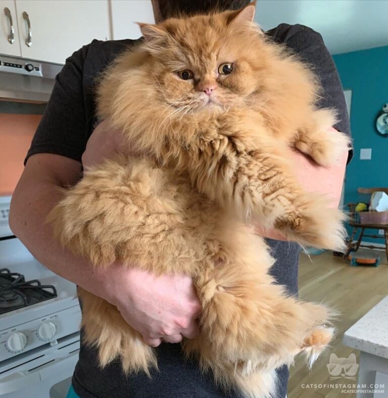 “Little known fact: I love to be carried around, l
