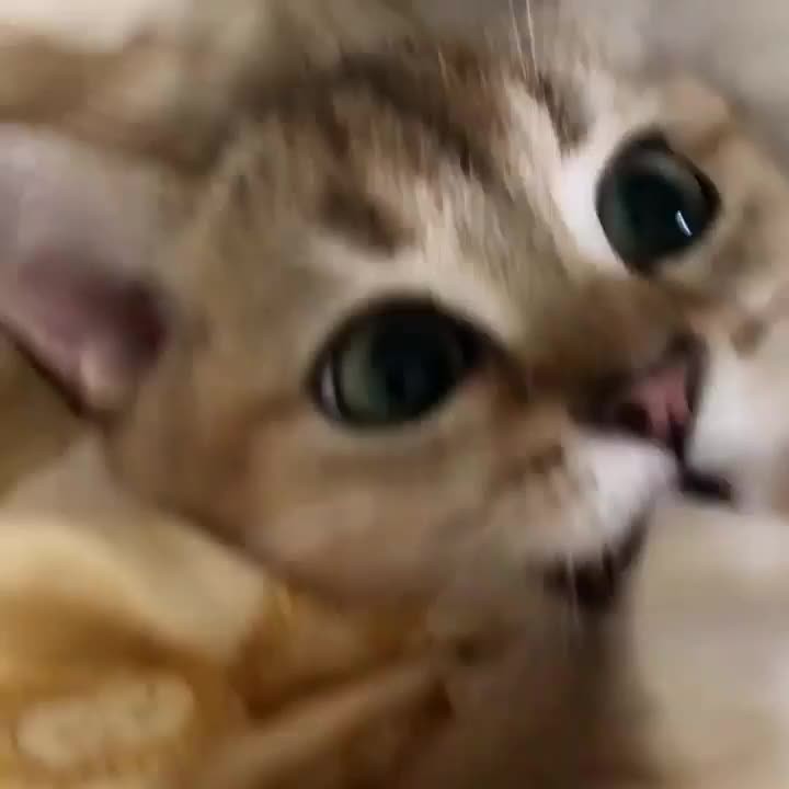 Okay I surrender