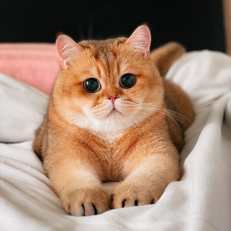 Listen to my eyes, they are louder than a meow.