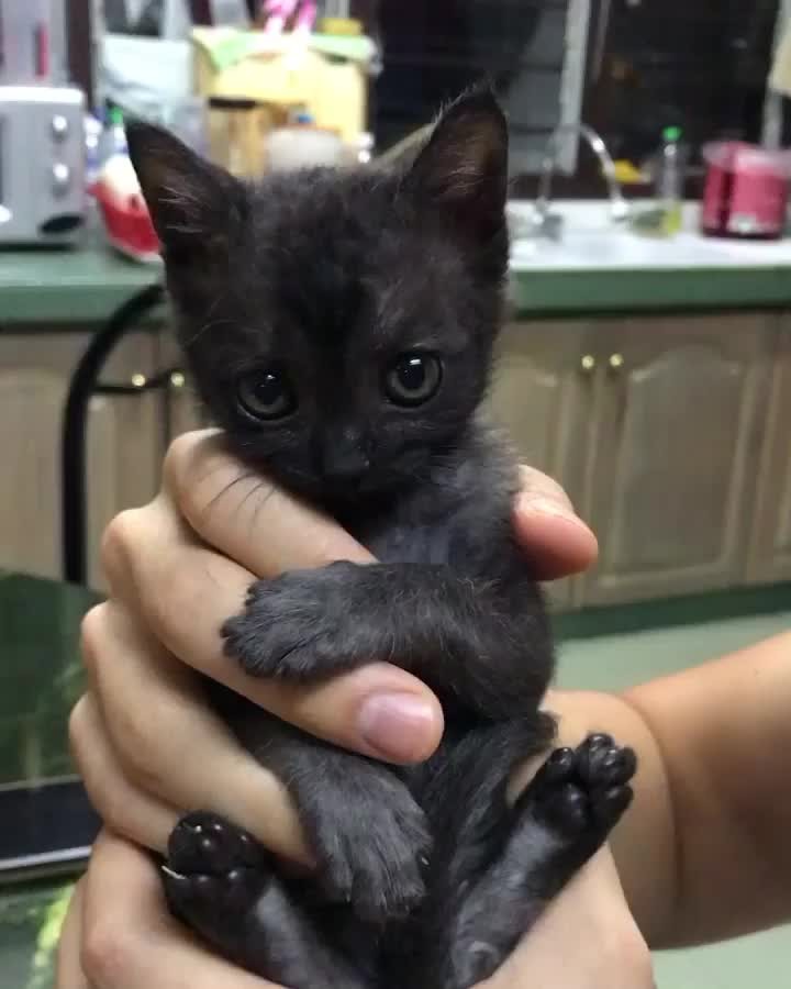 “When Toothless is only 1.5 months old Our Sweet baby Pant