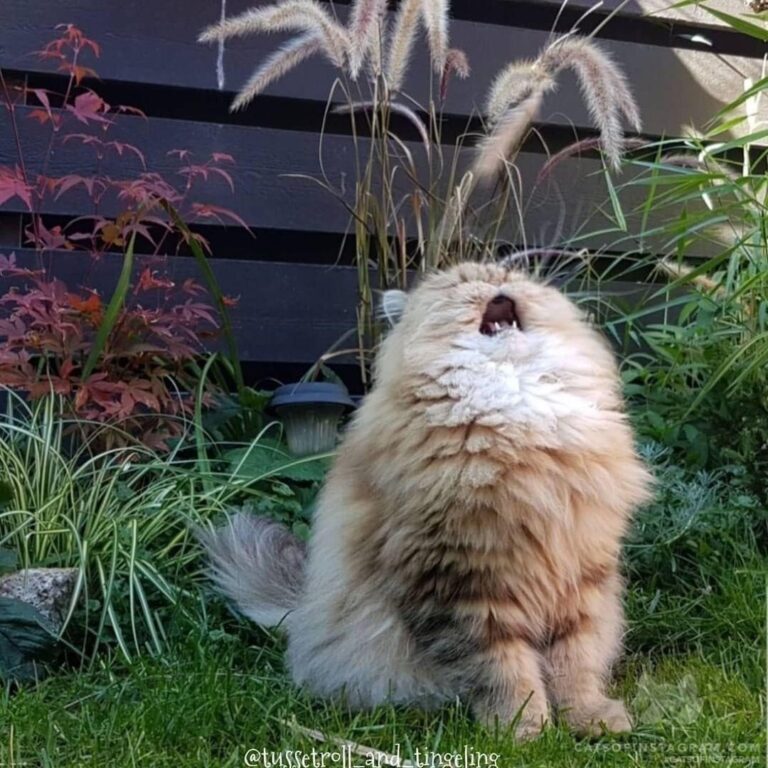 The only image that has sound
