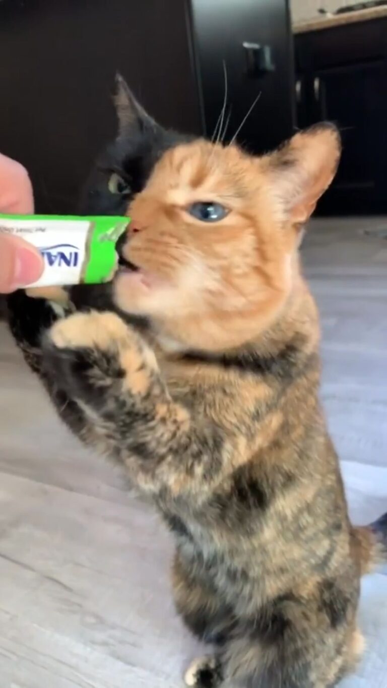 What’s your cat’s favorite type of treat?