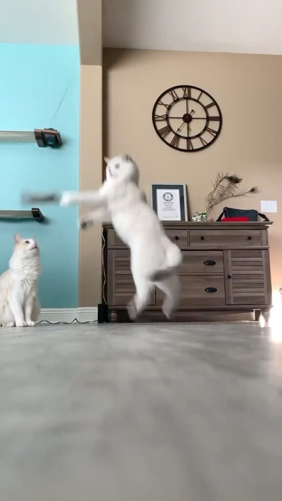 Sometimes you must dare to jump