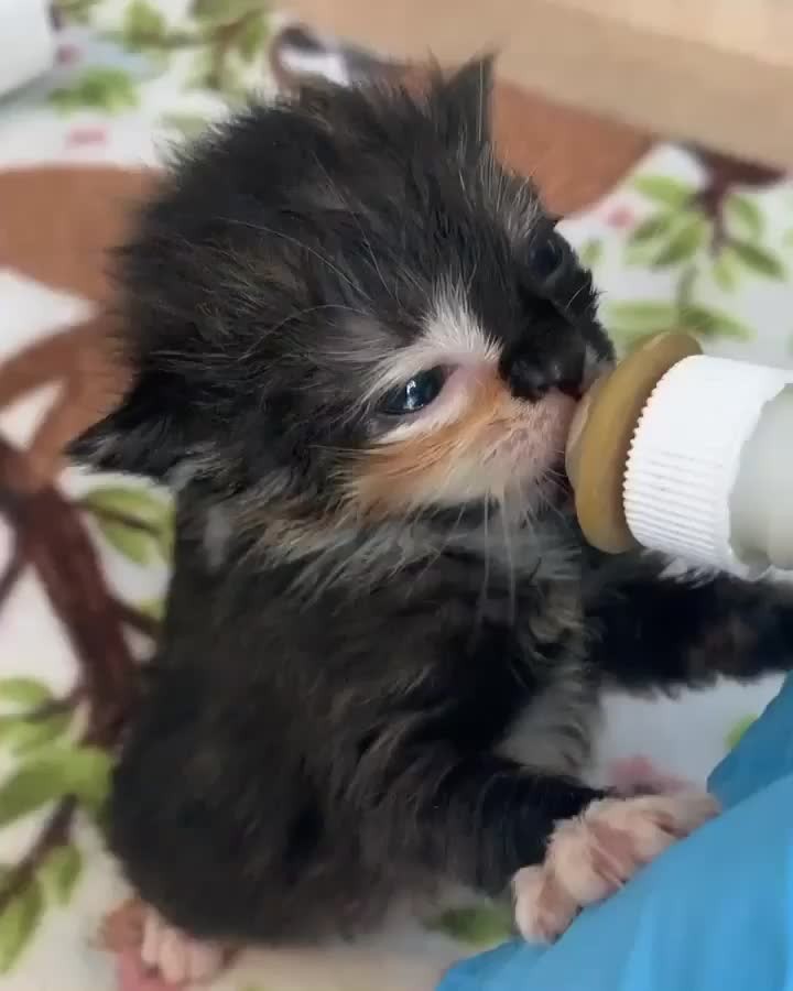 “Meet Mango! This little girl is one of five 1.5 week ol