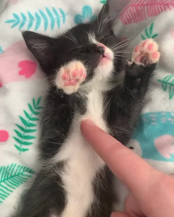 “Yep, it’s a “purr and fall asleep in your foster mom’s
