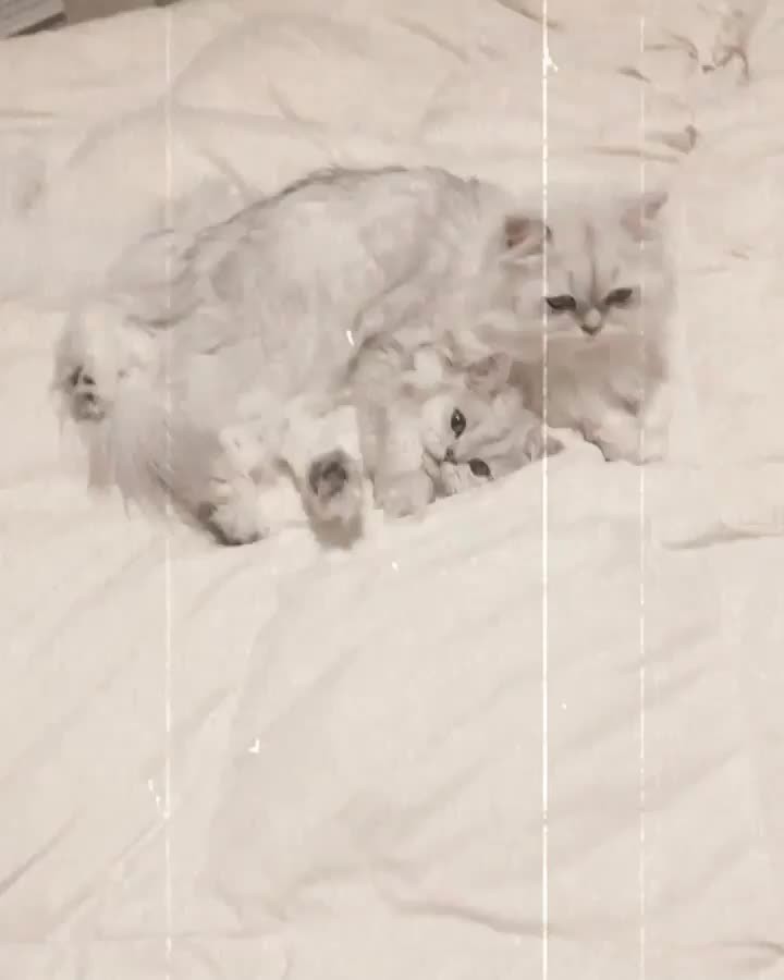 “Mom walked into the room and saw cuteness overload