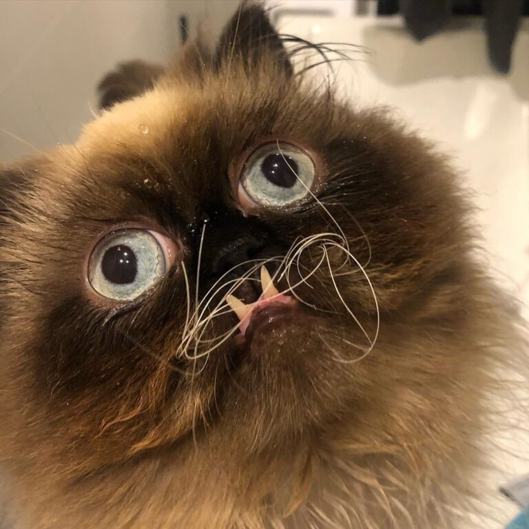 “Whatever u think I did hooman… i didn’t do it. Me innoc