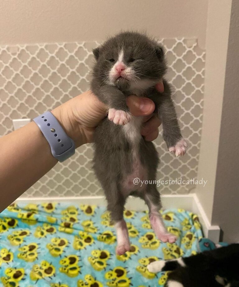 “I’ve literally never had kittens THIS chonky. They ar