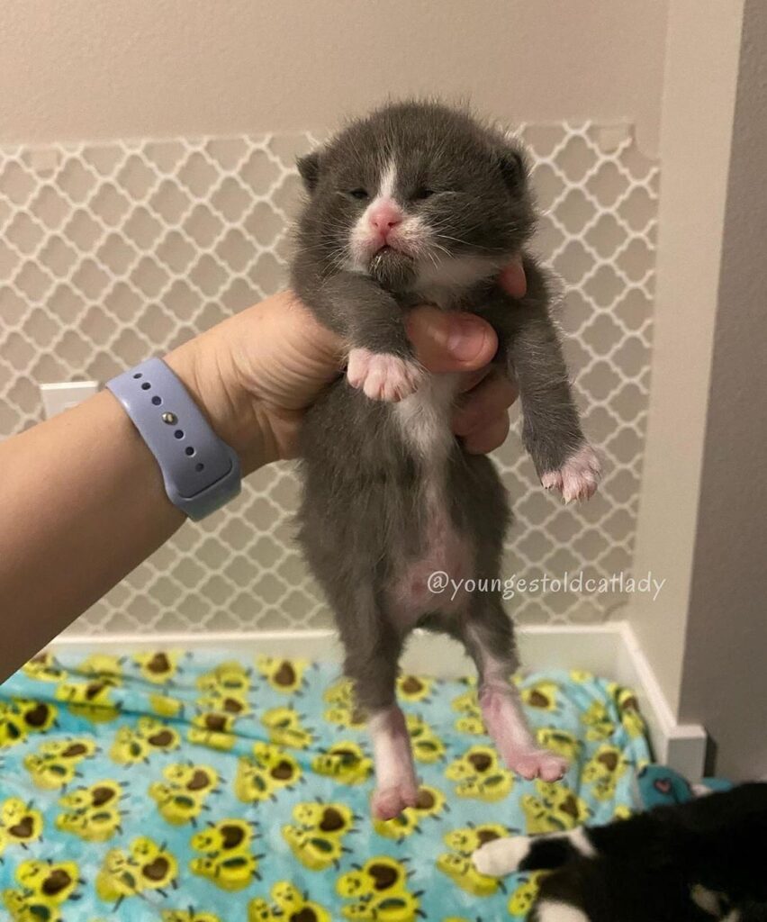 “I’ve literally never had kittens THIS chonky. They ar