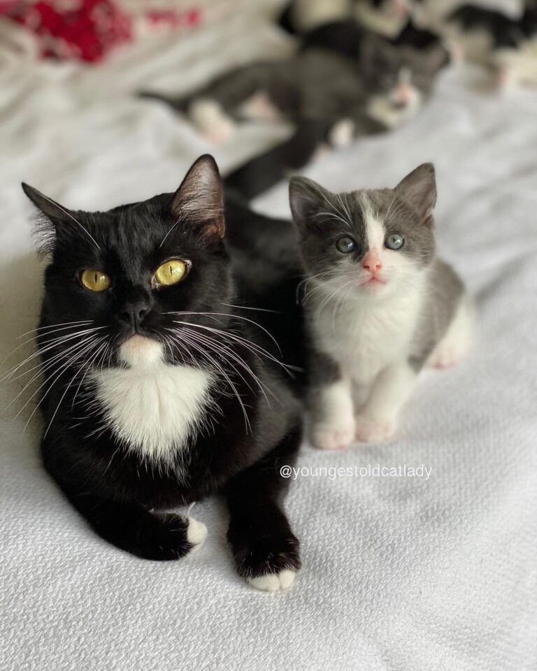 “Molly and Mouse Molly and her babies have all been p