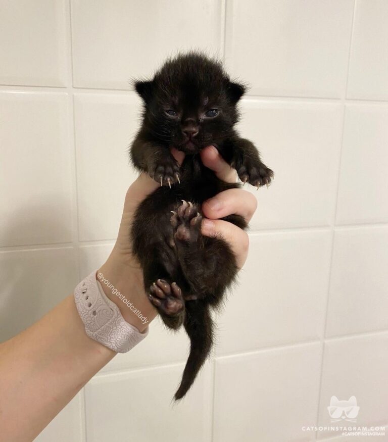 “Raven is the only kitten brave enough to open his eye
