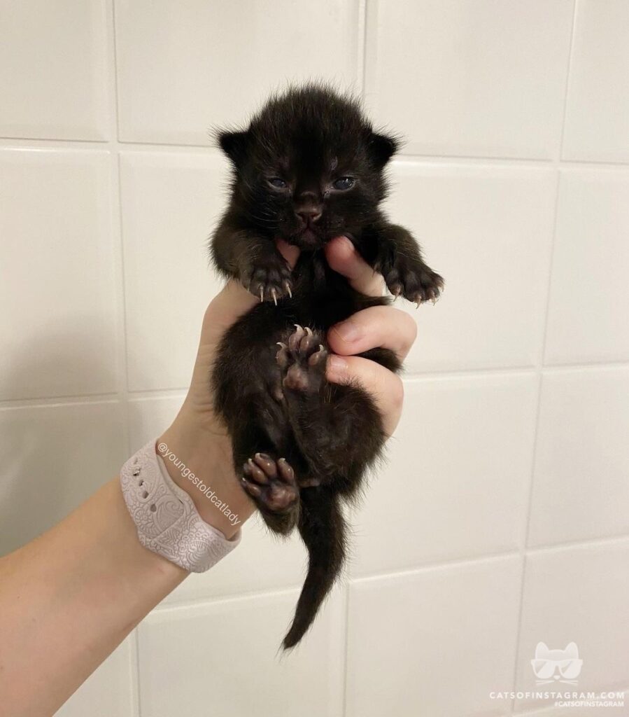 “Raven is the only kitten brave enough to open his eye