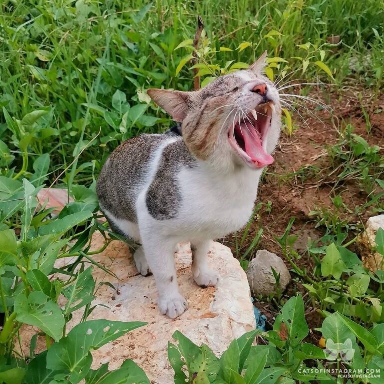 From angpianista19: “ Good meowwwning.. ”