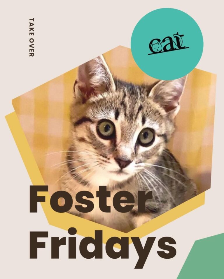 Today is with @catadoptpdx! Climb on over to our stories to hear