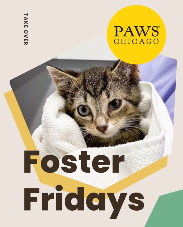 Today is with @pawschicago! Climb on over to our stories to hear