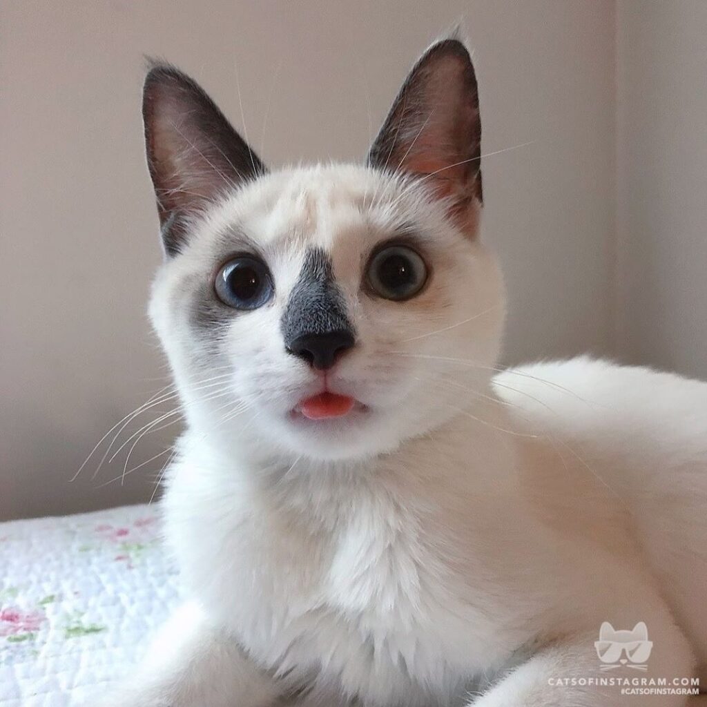 “Can you tell how nervous I am? Don’t mind the derp tongu