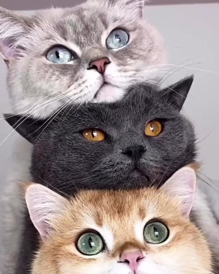 In a cat’s eye, all things belong to cats