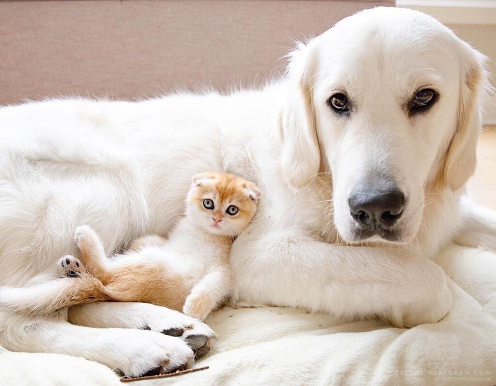 The snuggle is real over here