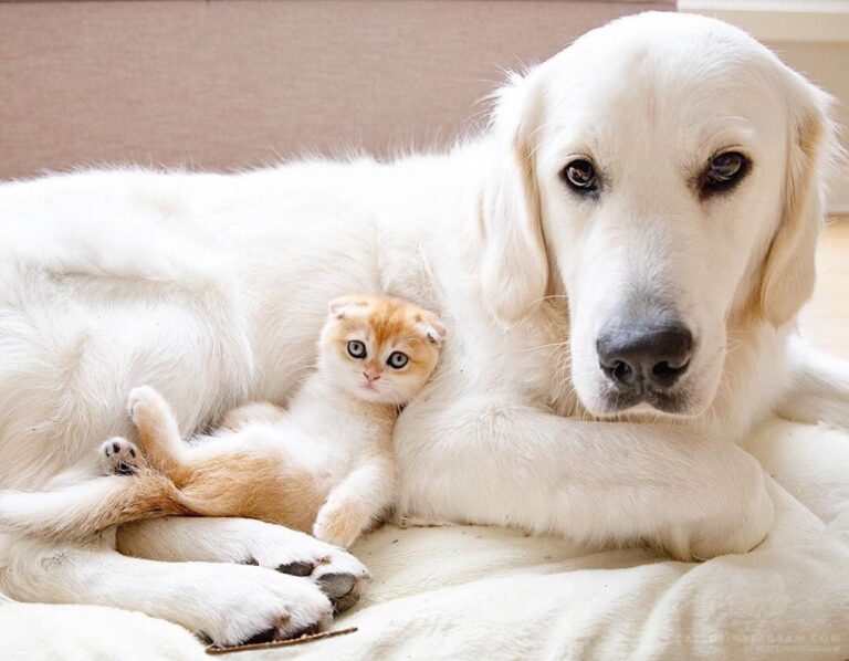The snuggle is real over here