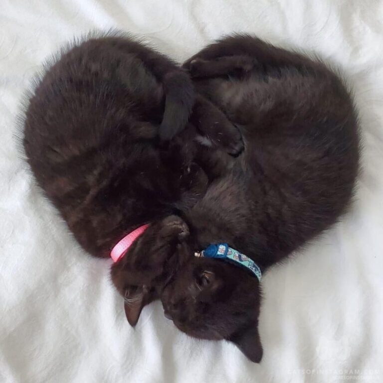 Caturdays are for naps We snuggles