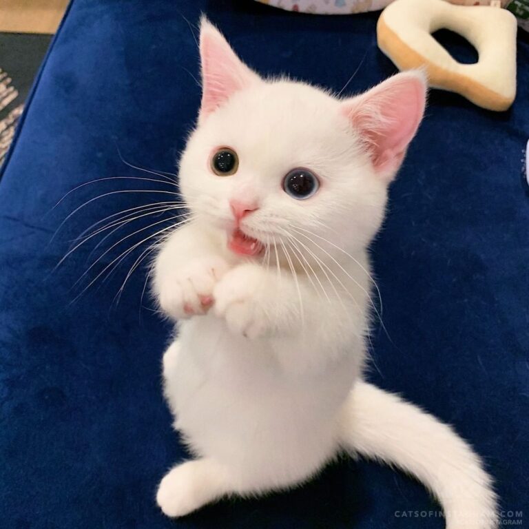 Come and play with me now! Or I’ll bite you