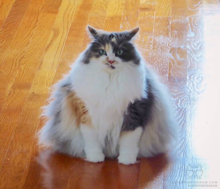 “Yes, this is my winter coat.. What do you mean, triangle s