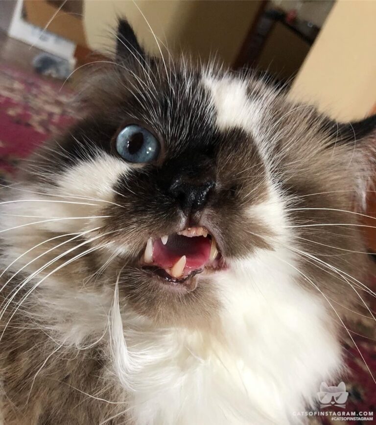 Something stuck in my mouf?