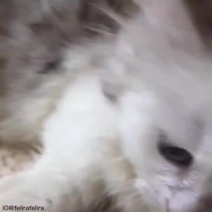 “Luu: Hi there meow! It’s cold today! Baby Luu was really t