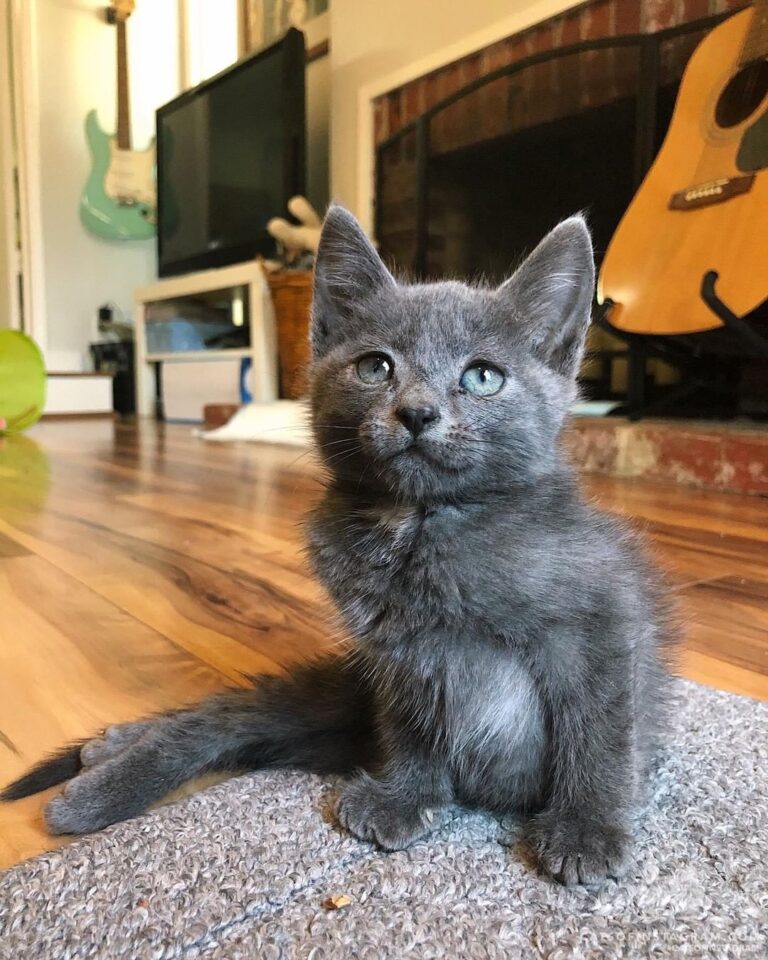 “Perry the paralyzed kitten is so happy because he just f
