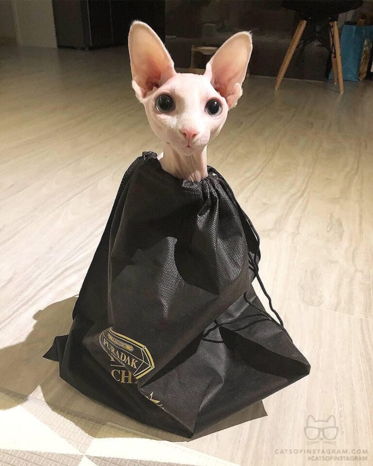 Cute Cat Moment