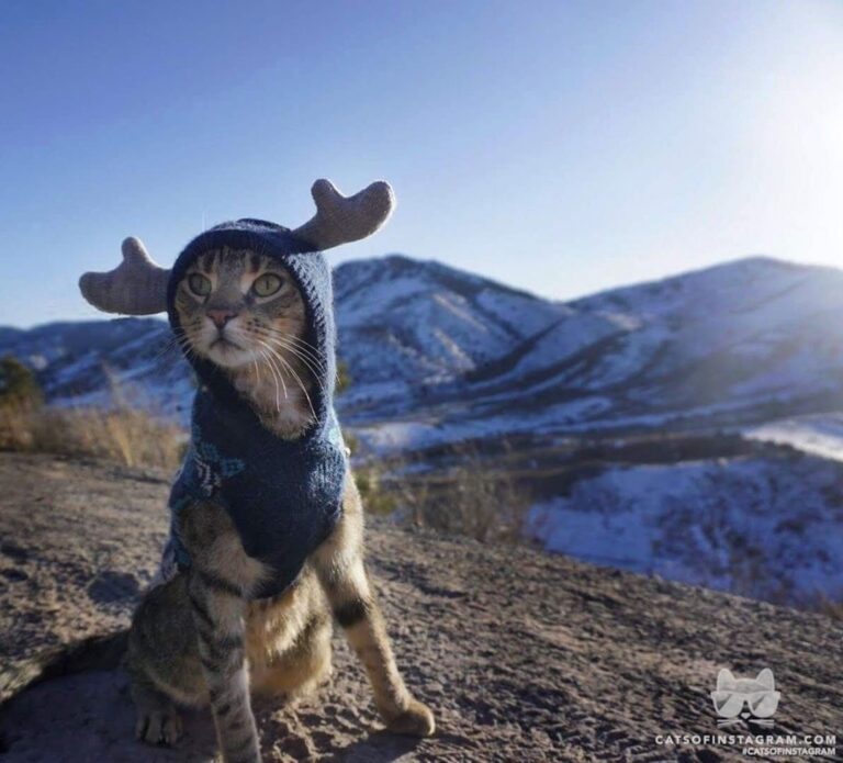 Our moody moose in the meowtains